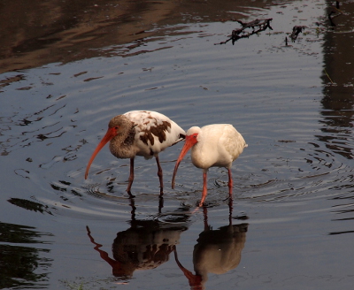 [Two ibises walk through the water creating ripples on the water's surface. The adult apperas to have only white feathers. The younger one has a light brown neck and head. Its body is a mixture of white and dark brown feathers.]